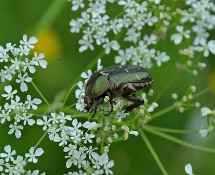 Image of Protaetia (Potosia) cuprea metallica (Herbst 1782)