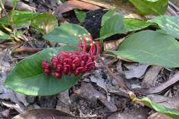 Image of Grevillea laurifolia Sieber ex Meissn.