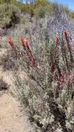 Image of longleaf Indian paintbrush