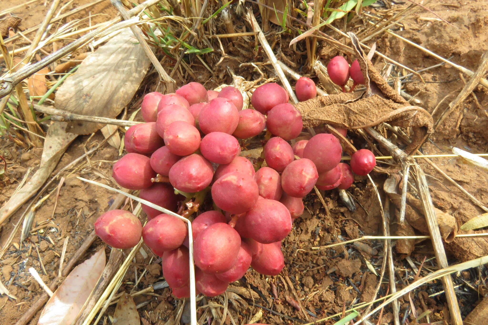 Image of Lannea edulis (Sond.) Engl.