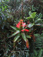 Image of Guzmania gloriosa (André) André ex Mez