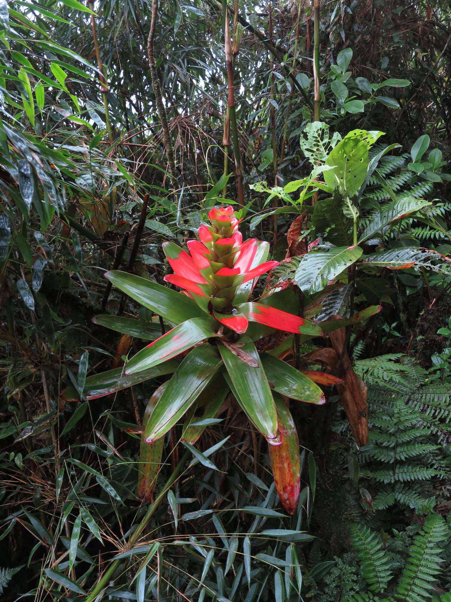 Image of Guzmania gloriosa (André) André ex Mez