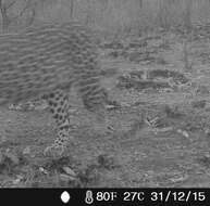 Image of African leopard