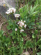 Image of Cordilleran Valerian