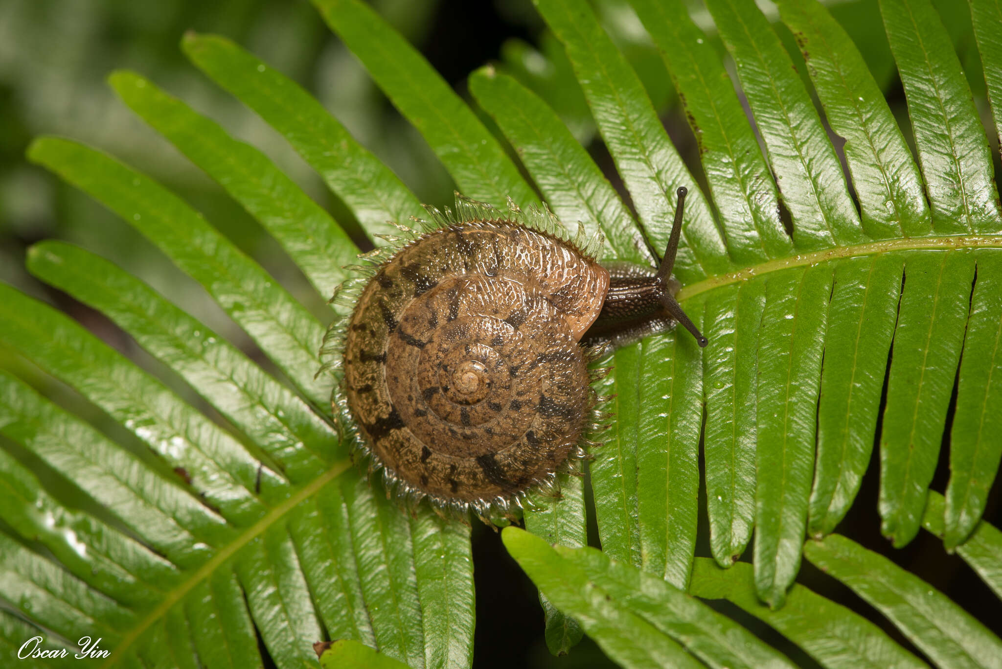 Image of Plectotropis mackensii