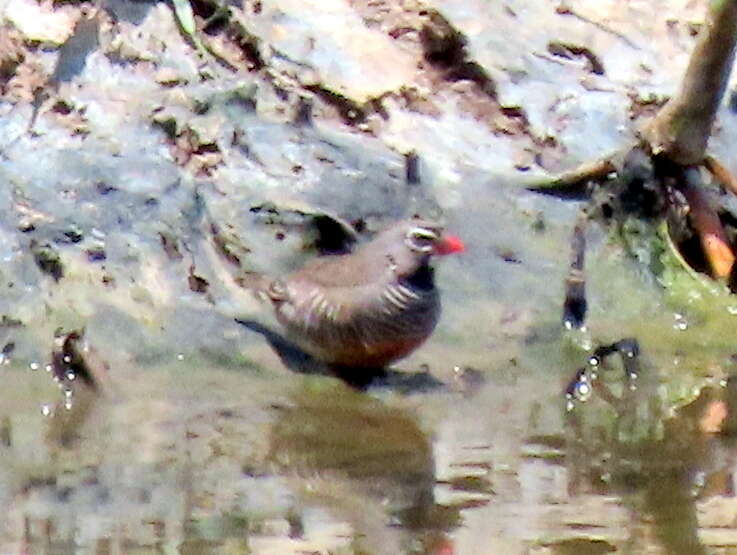 Image of Ortygospiza atricollis digressa Clancey 1958