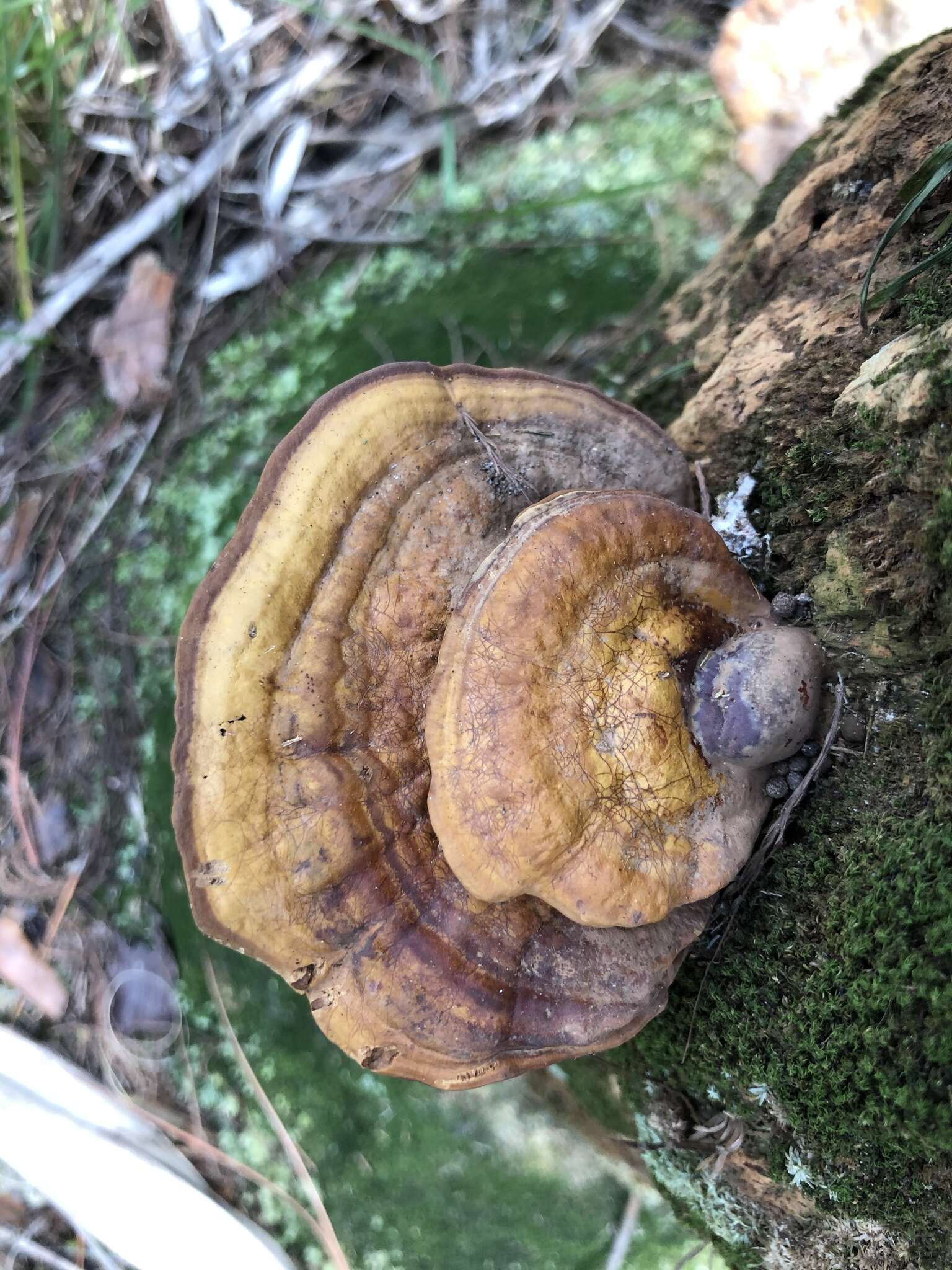 Image of Ganoderma zonatum Murrill 1902