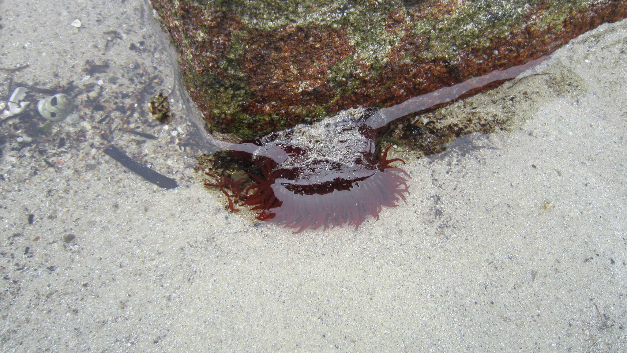 Image of Beadlet anemone