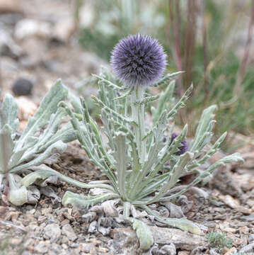 Image of Echinops humilis M. Bieb.