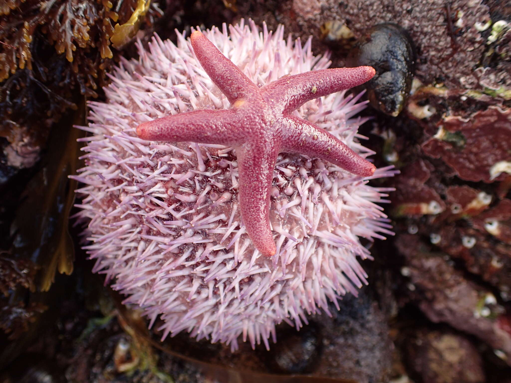 Image of Edible sea urchin