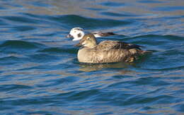 Image of King Eider