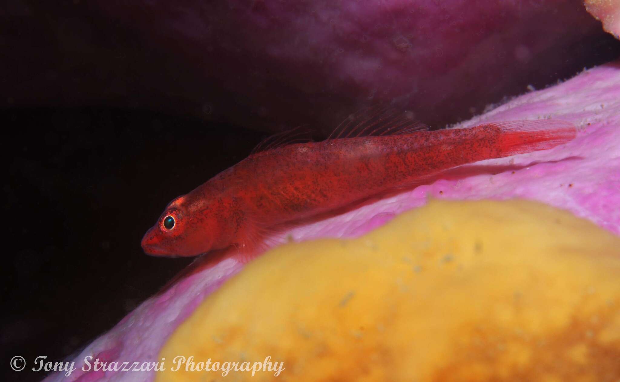 Image of Cling goby