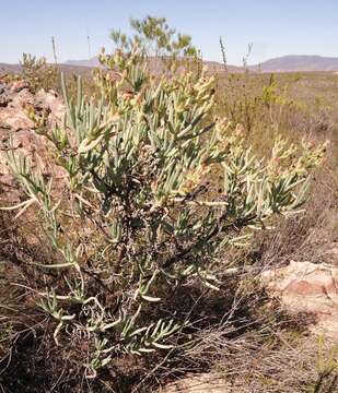 Imagem de Phiambolia longifolia Klak