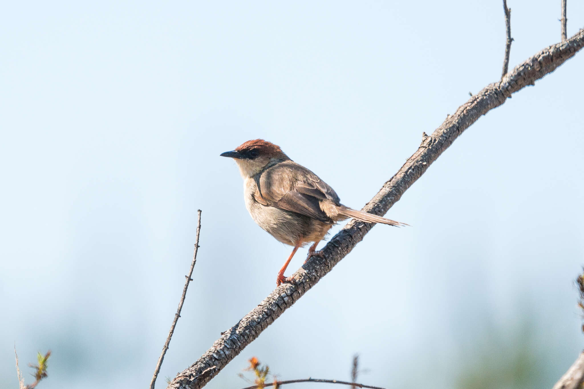 صورة Cisticola nigriloris Shelley 1897