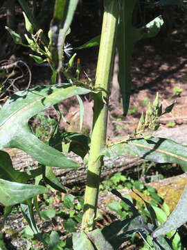 Imagem de Lactuca canadensis L.