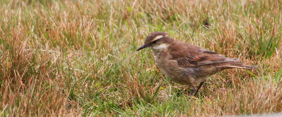 Image of Stout-billed Cinclodes