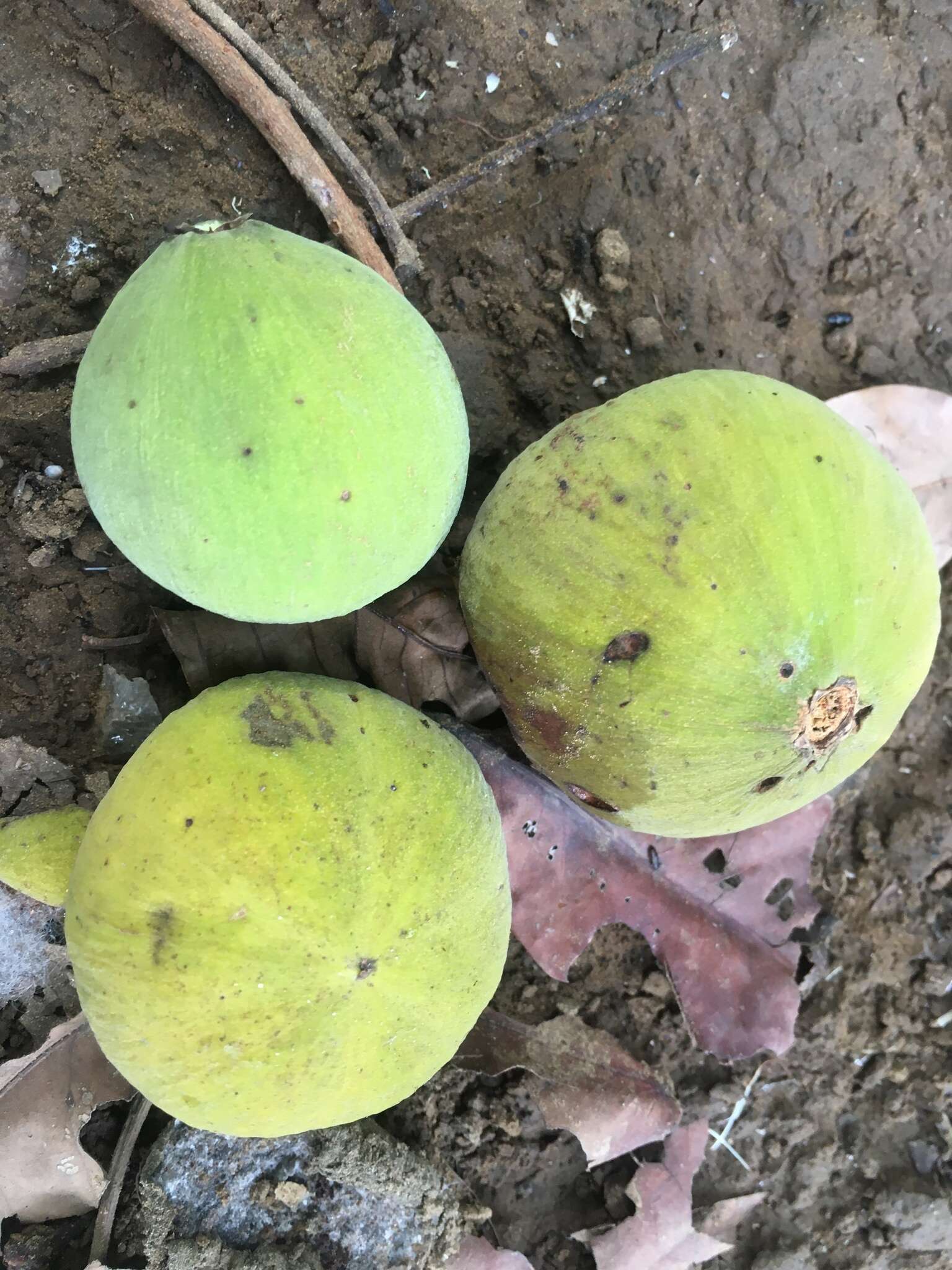 Image of Santol