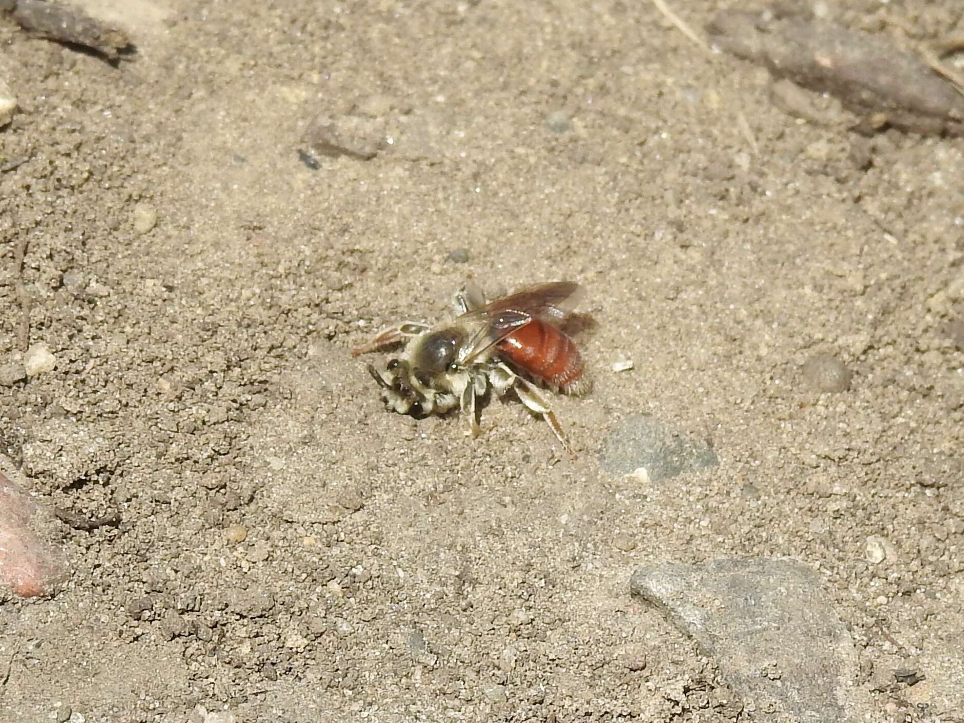 Image of Andrena erythrogaster (Ashmead 1890)