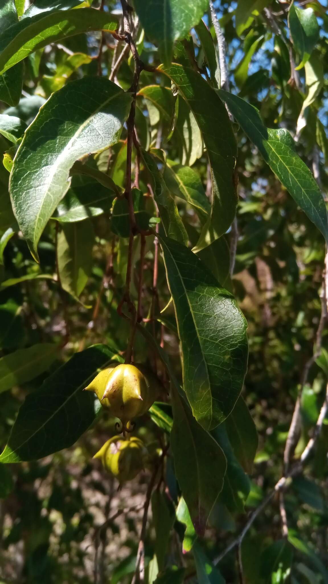 Sivun Sclerocroton melanostictus (Baill.) Kruijt & Roebers kuva