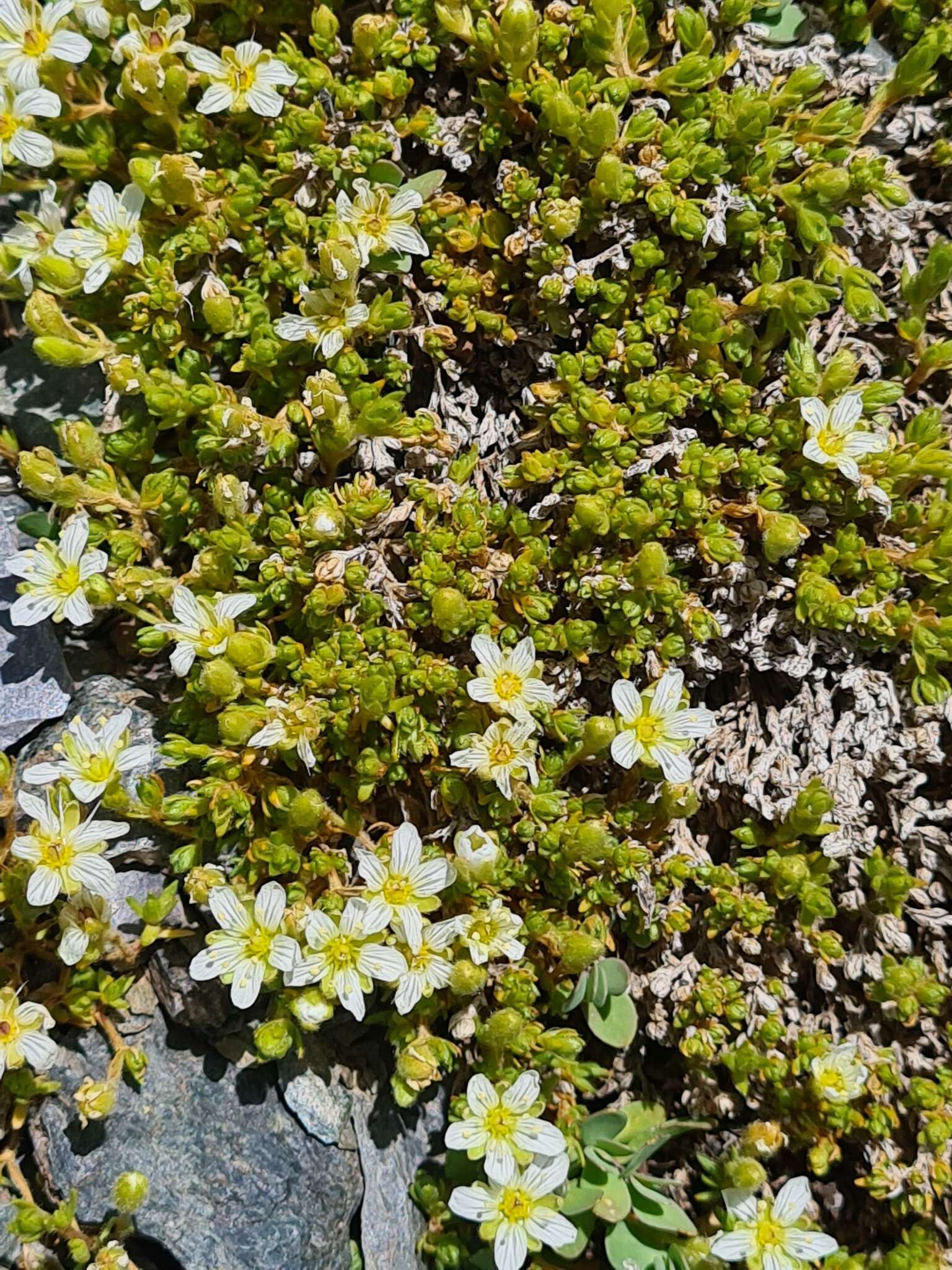 Image of Pseudocherleria imbricata (M. Bieb.) Dillenb. & Kadereit