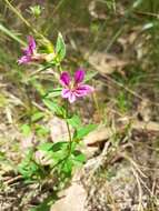 Image of Sticky Waxweed