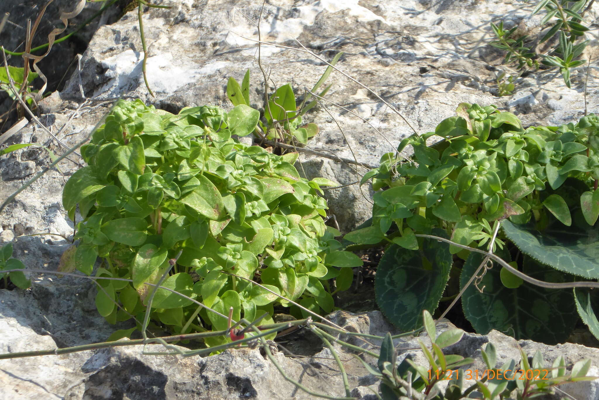 Image of Theligonum cynocrambe L.