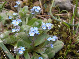 Plancia ëd Myosotis incrassata Guss.