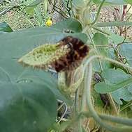 Plancia ëd Aristolochia pilosa Kunth