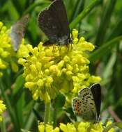 Euphilotes battoides (Behr 1867)的圖片