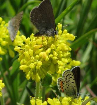 Euphilotes battoides (Behr 1867)的圖片