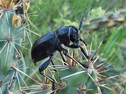 Image of Long-horned beetle