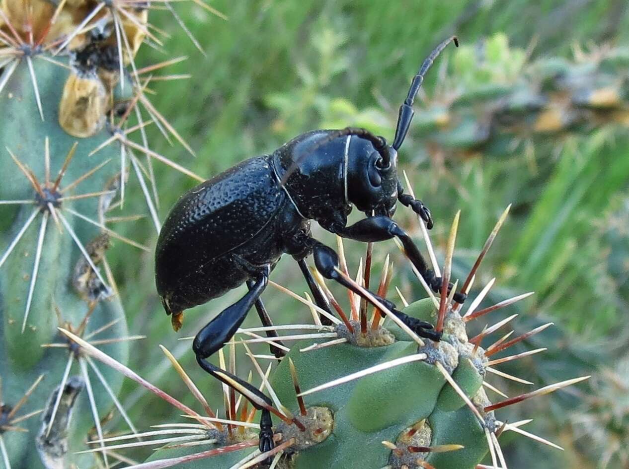 صورة Moneilema armatum Le Conte 1853