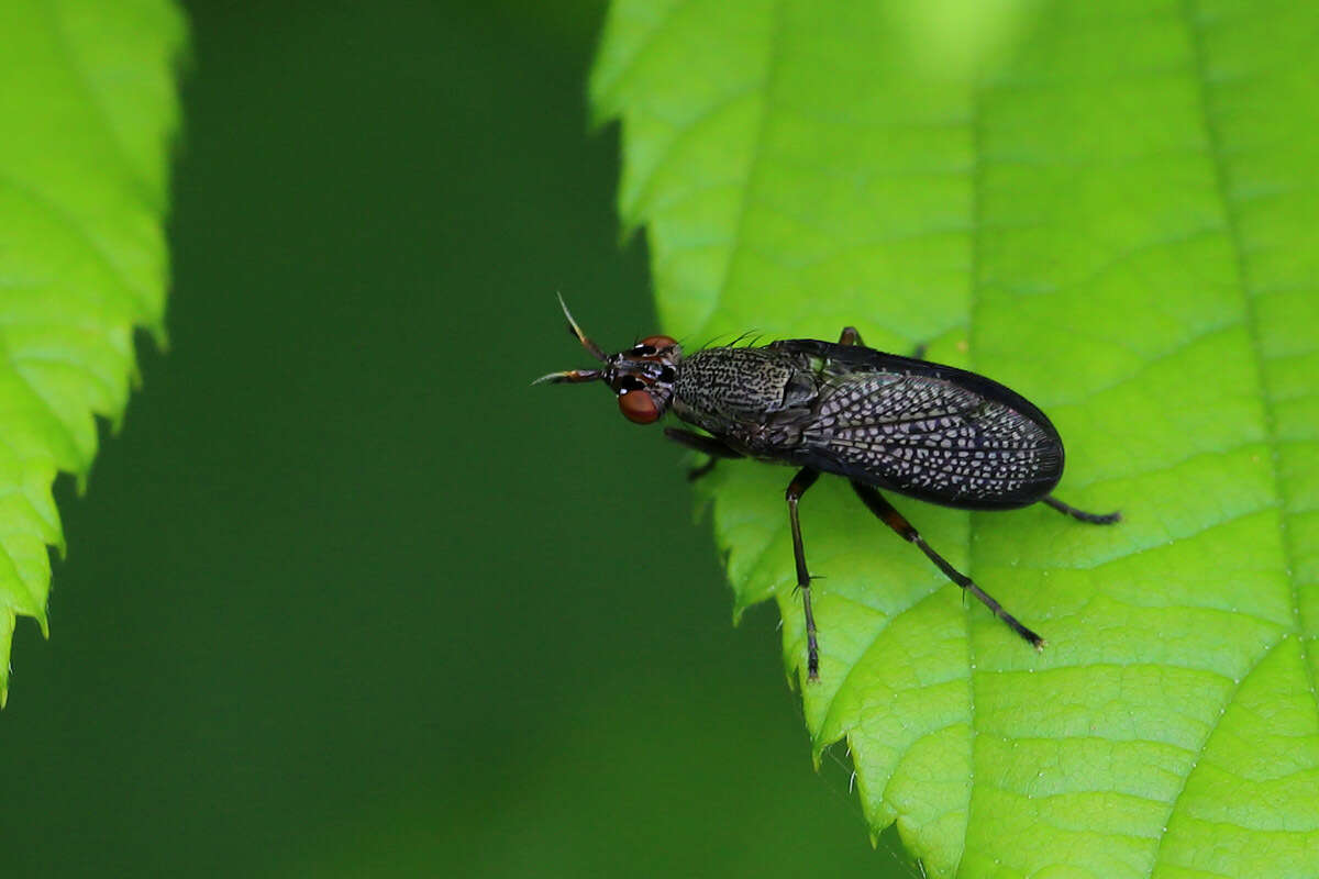 Image of Coremacera marginata (Fabricius 1775)