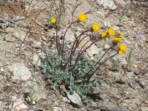 Image of Tehachapi ragwort