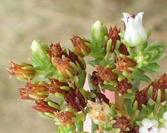 Image of Crassula ericoides subsp. ericoides