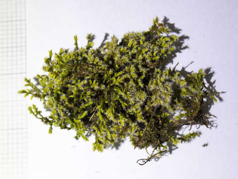 Image of racomitrium moss