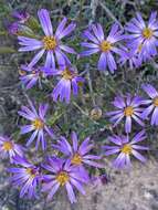 Image of Olearia magniflora F. Müll.