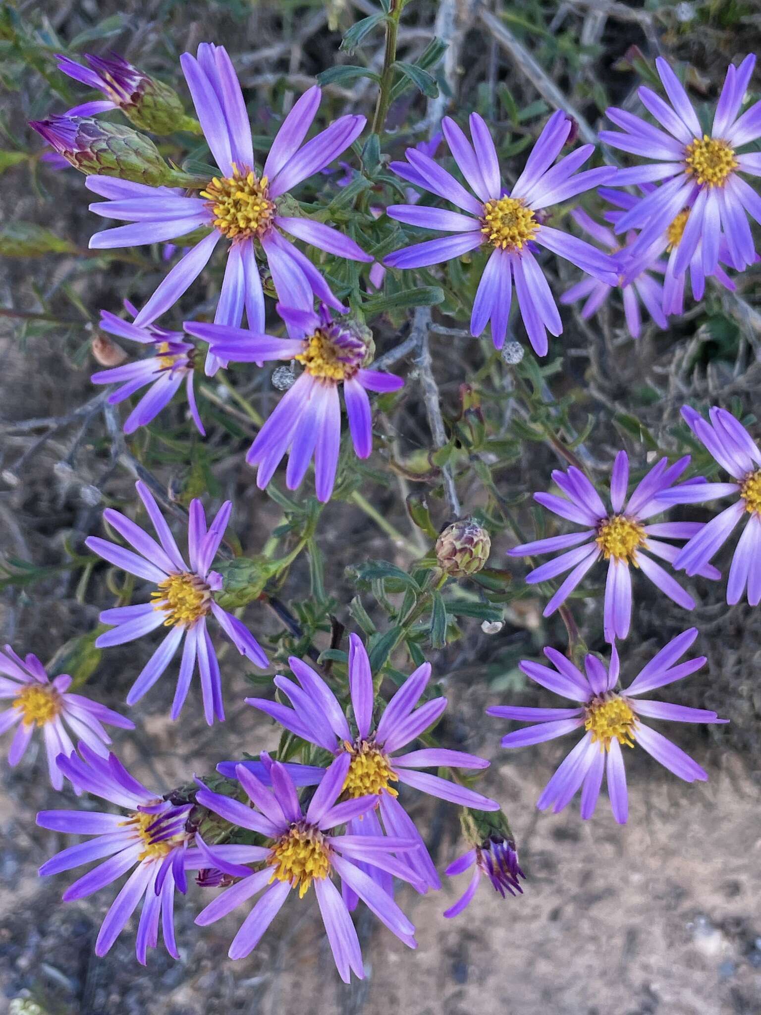 Image of splendid daisy-bush