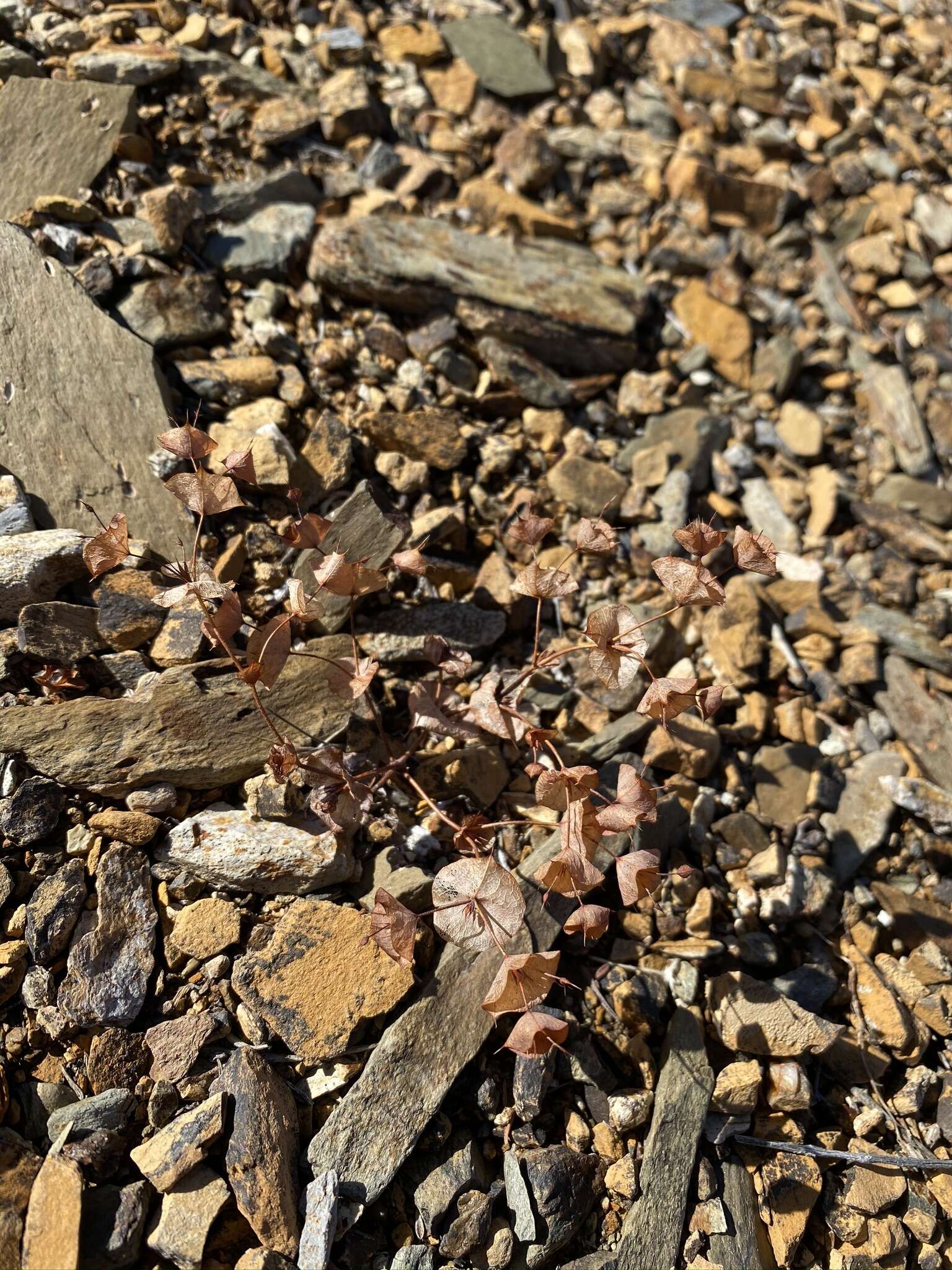 Image of roundleaf oxytheca