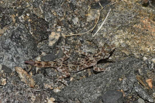 Image of South American Leaf-toed Gecko