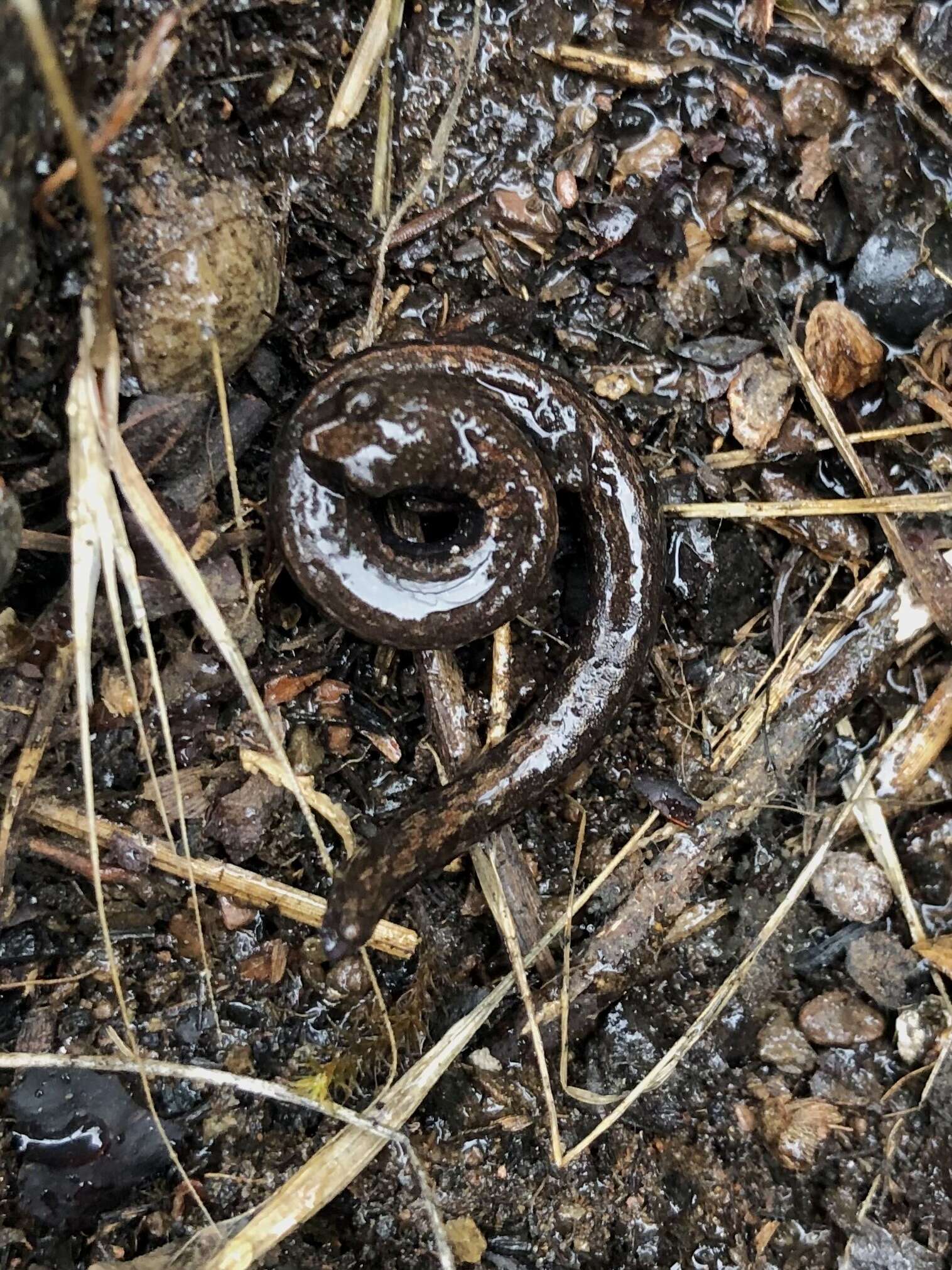 Image of Hell Hollow Slender Salamander