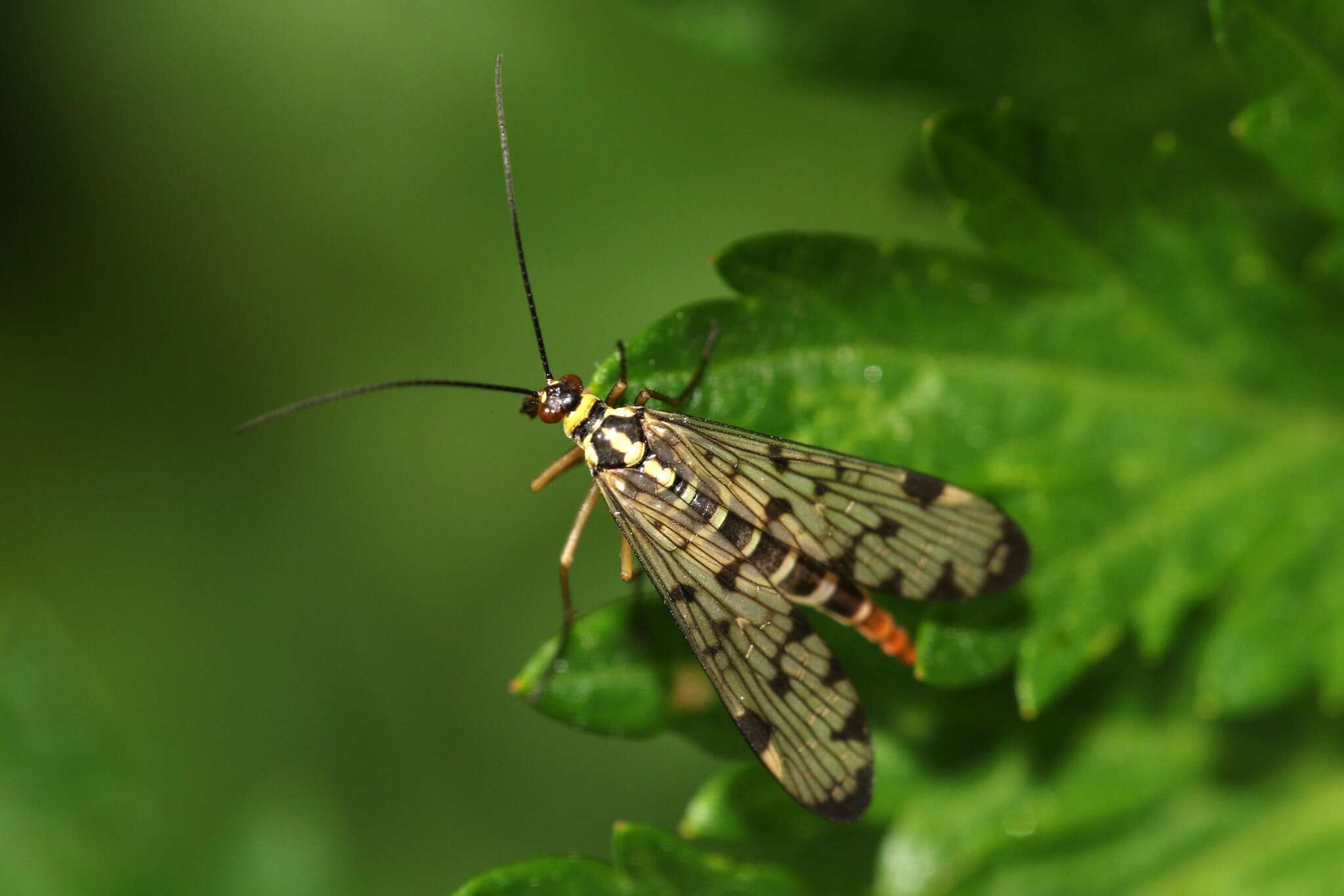 Image of Panorpa germanica Linnaeus 1758