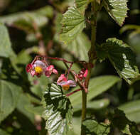 Image of Begonia unduavensis Rusby