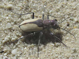 Image of Cicindela (Cicindela) formosa gibsoni Brown 1940