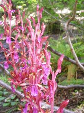 Image of Pacific coralroot