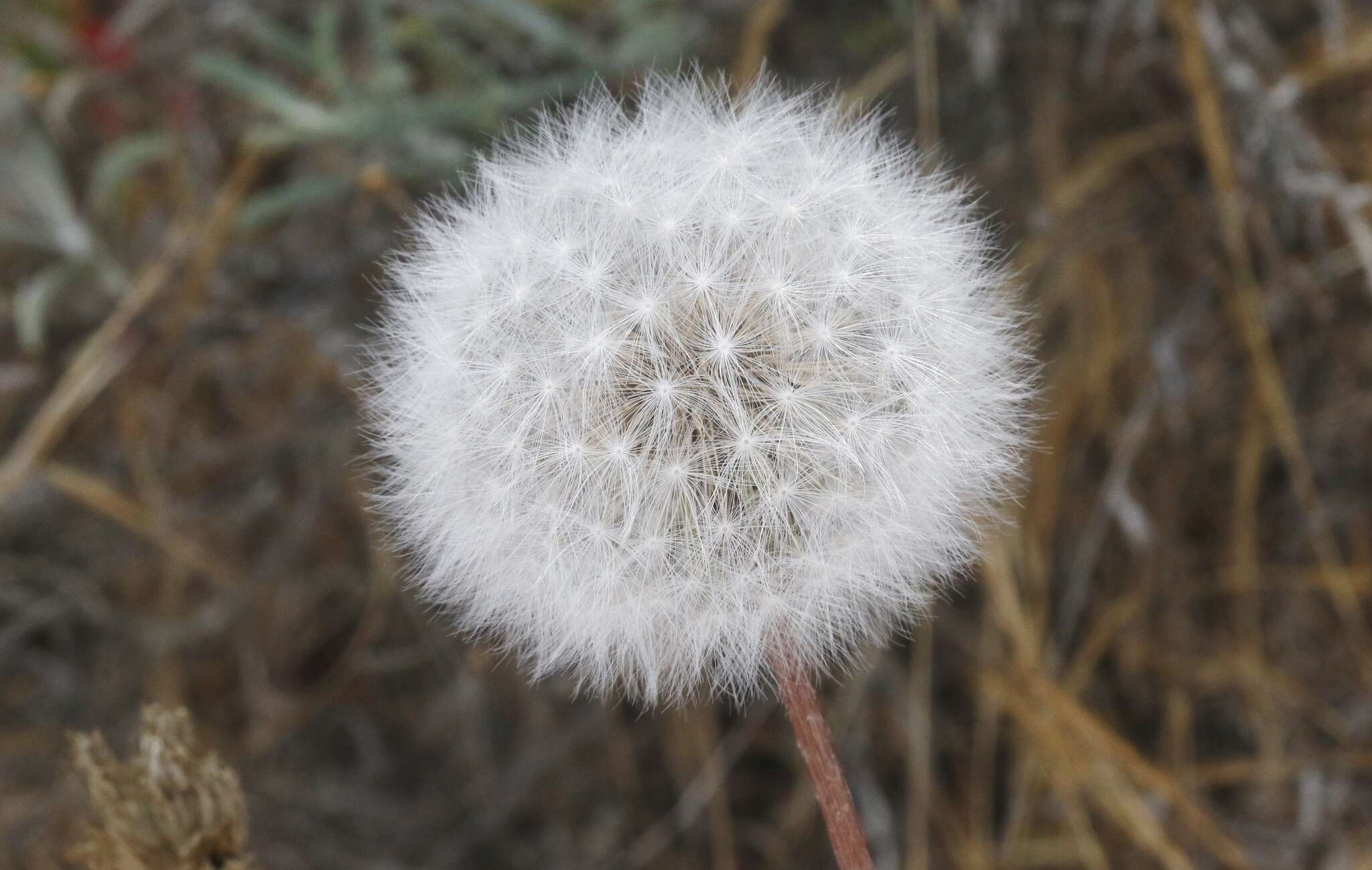 Image of bigflower agoseris