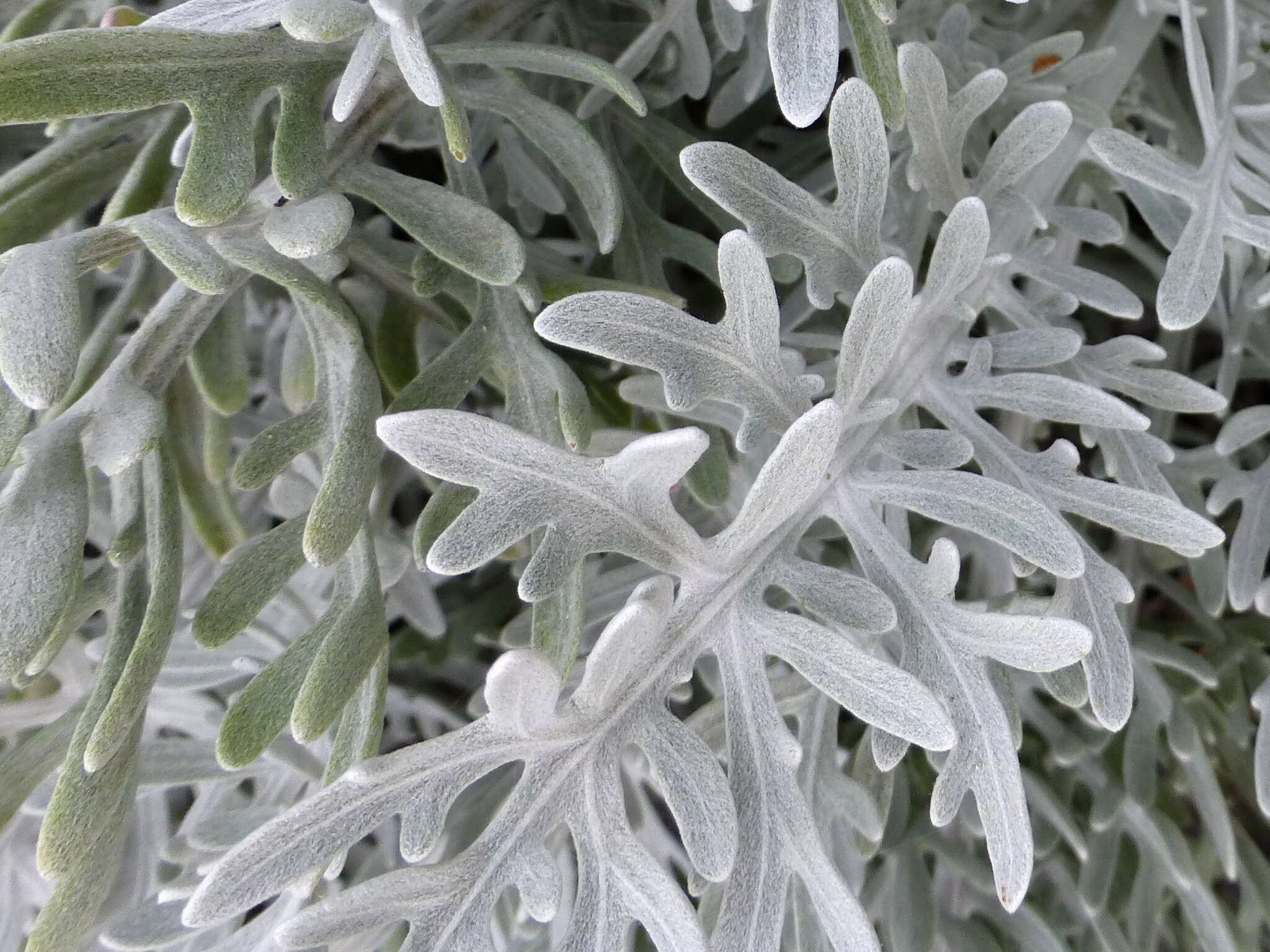 Image of Velvet Centaurea