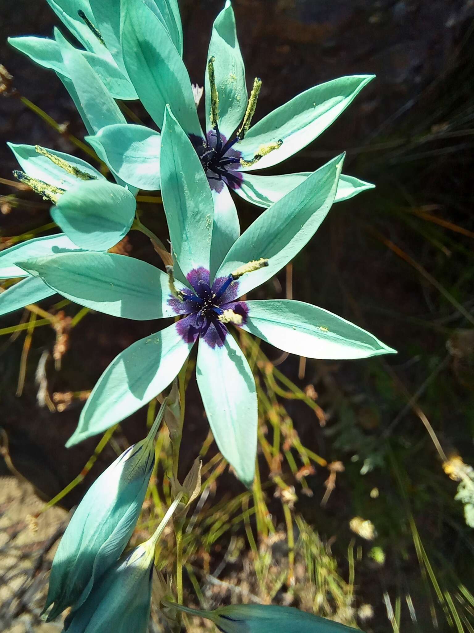 Image of Turquoise Ixia