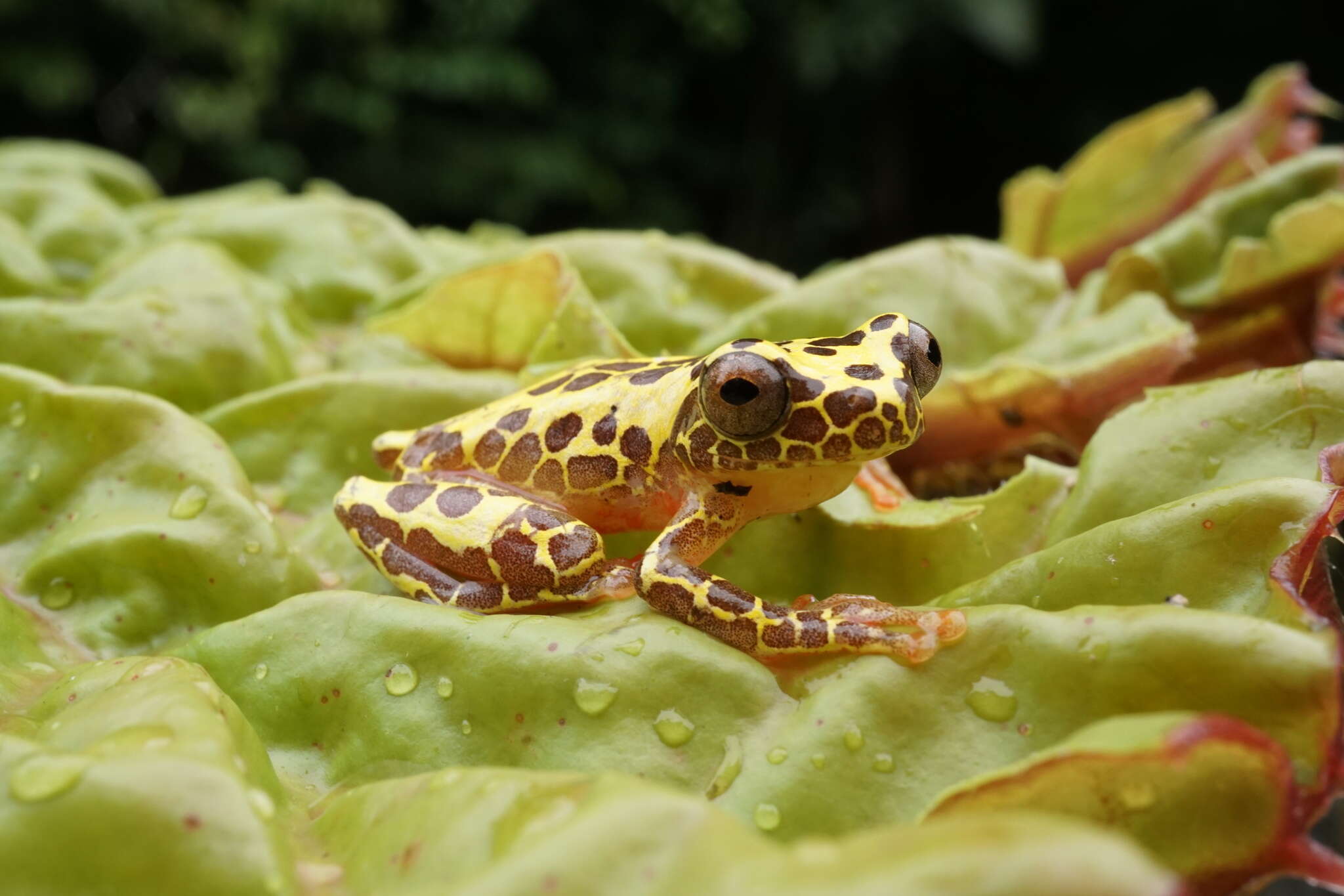 Imagem de Dendropsophus triangulum (Günther 1869)