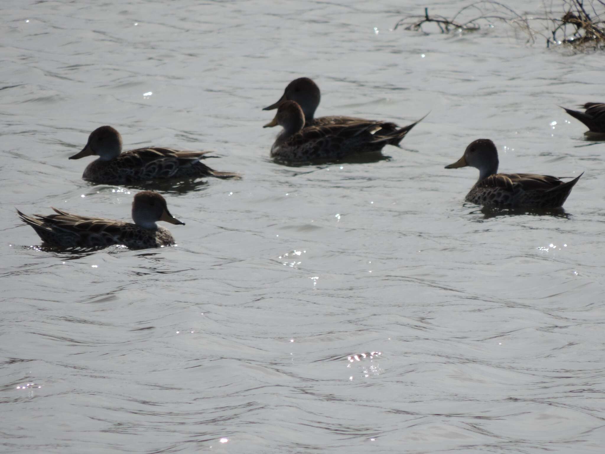 Image of Yellow-billed Pintail